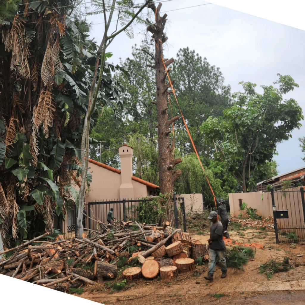 Tree Felling Pretoria East