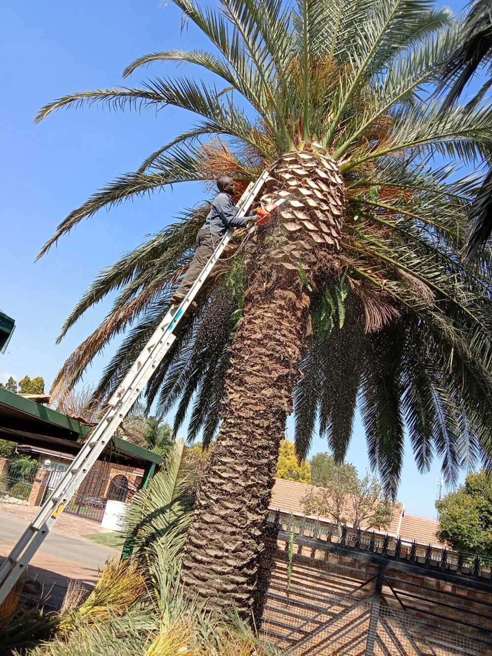 Tree Felling Moreleta Park | Pretoria East