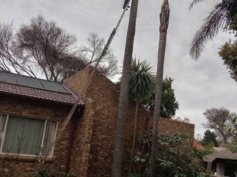 Pretoria-East-Tree-Felling-01