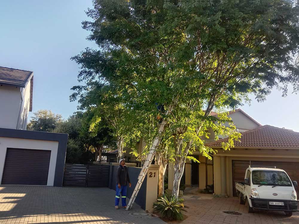 Pretoria-East-Tree-Felling-47