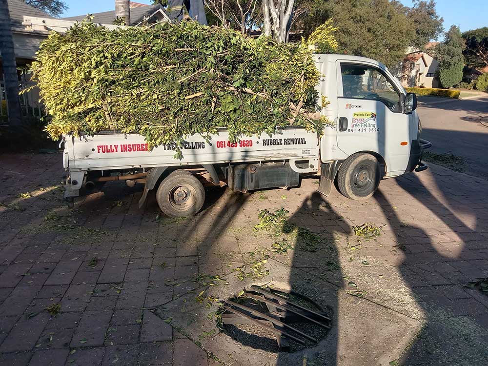 Tree Felling Lynnwood | Pretoria East