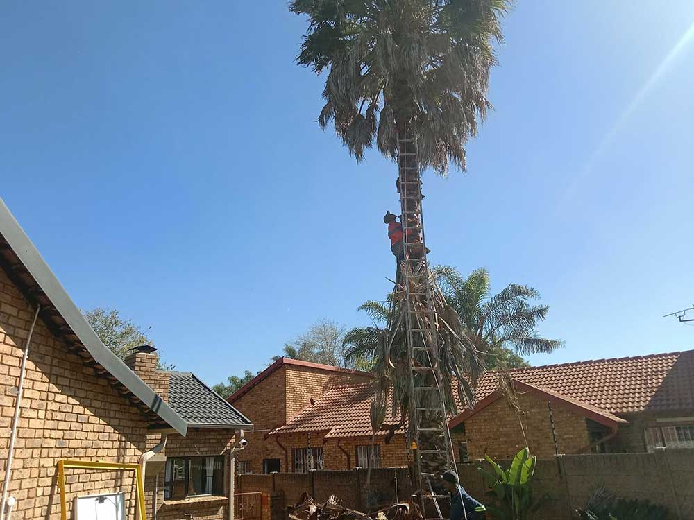 Pretoria-East-Tree-Felling-65