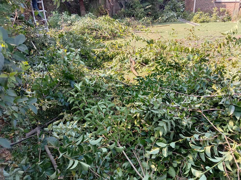 Pretoria-East-Tree-Felling-72