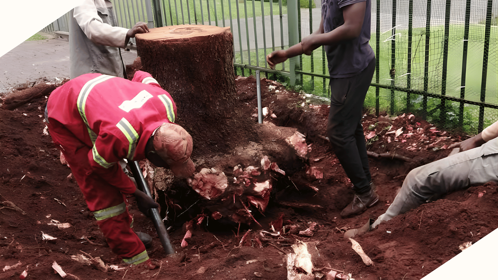 Professional stump removal and grinding, Pretoria East