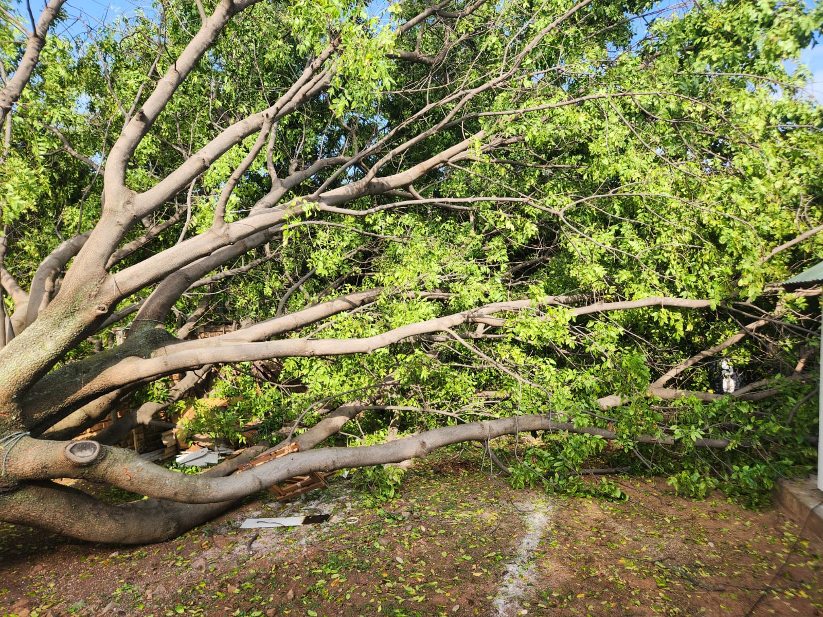 Emergency tree removal in progress, Pretoria East