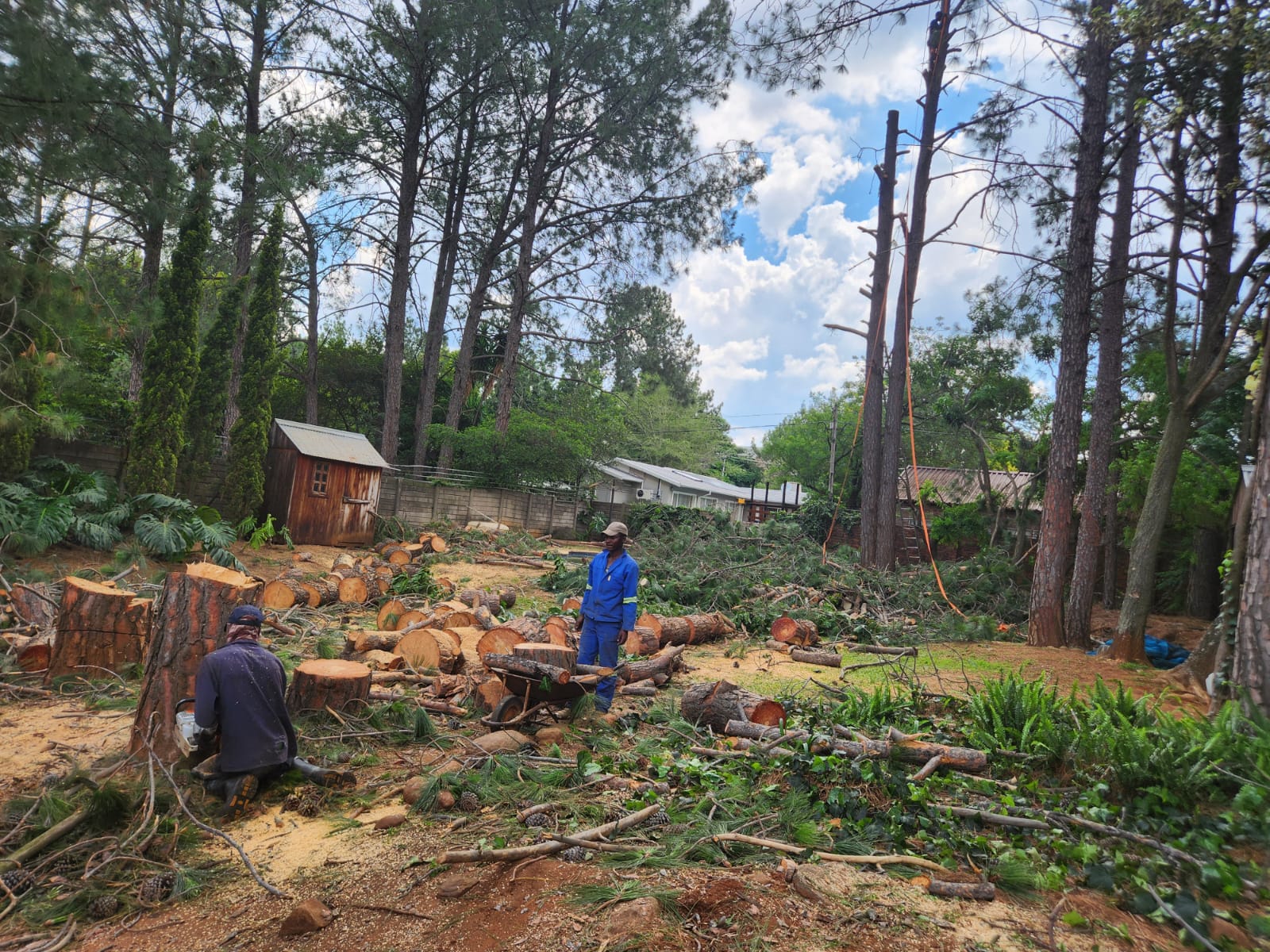 Tree Felling Faerie Glen | Pretoria East