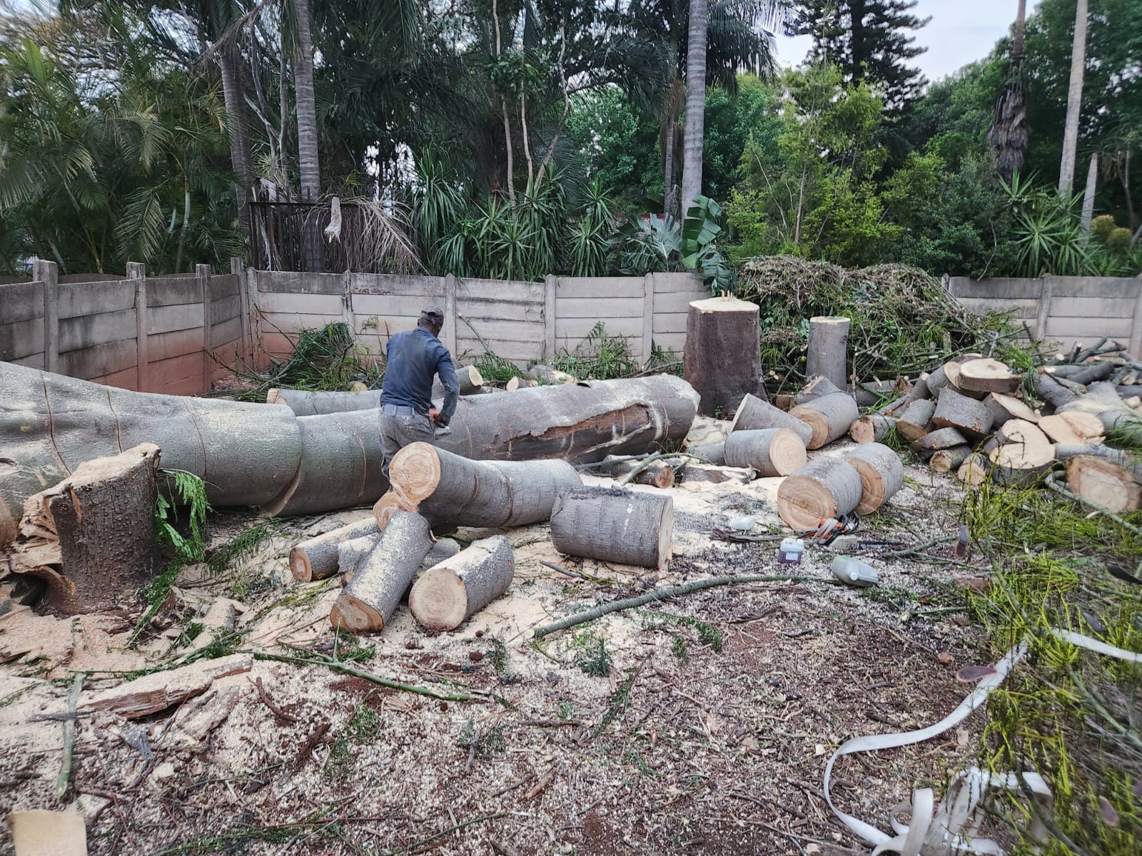 Tree Felling Moreleta Park | Pretoria East